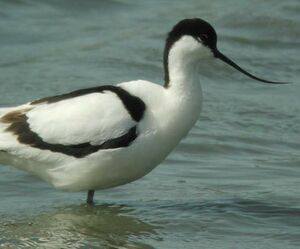 Pied Avocet 
&copy; Alain Foss�