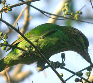 Green-eared Barbet