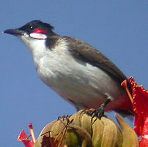 Bulbul orph�e