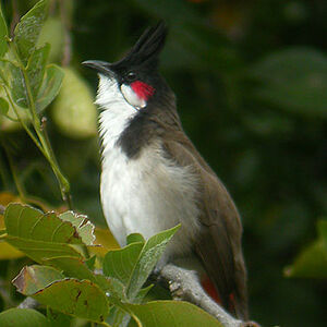 Bulbul orph�e