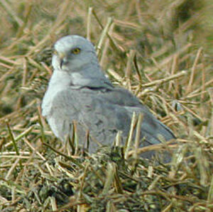 Pallid Harrier