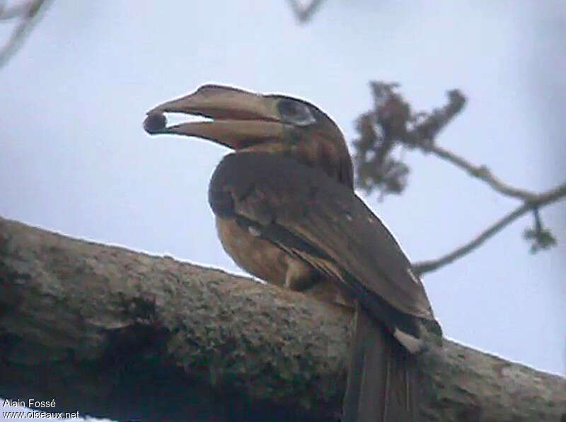 Tickell's Brown Hornbill male adult, identification