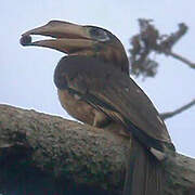 Tickell's Brown Hornbill