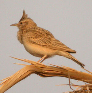 Cochevis huppé