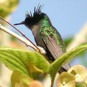 Colibri hupp�