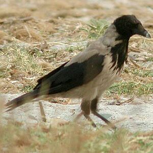 Hooded Crow