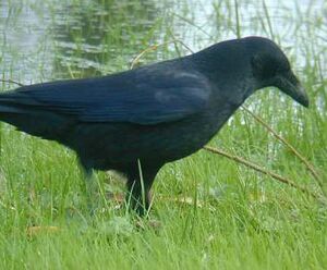 Corneille noire