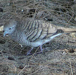 Zebra Dove