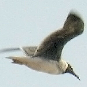 White-eyed Gull