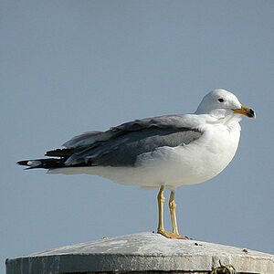Armenian Gull