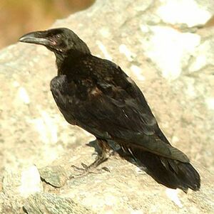 Grand Corbeau 
&copy; Alain Foss�