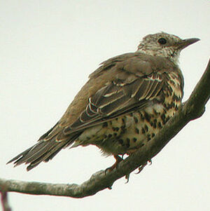 Mistle Thrush 
&copy; Alain Foss�