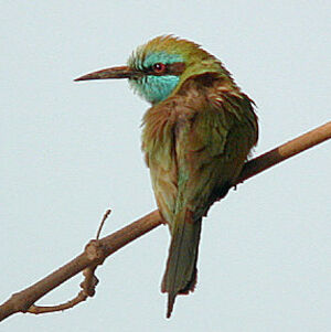 Green Bee-eater