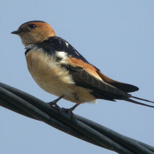 Red-rumped Swallow