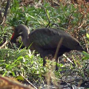Hadada Ibis