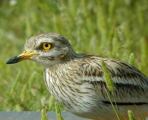 Eurasian Stone-curlew