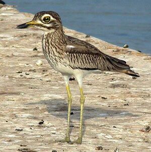 Senegal Thick-knee