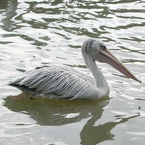 P�lican gris