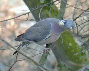 Common Wood Pigeon