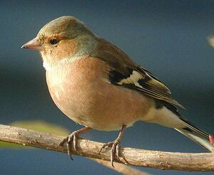 Common Chaffinch