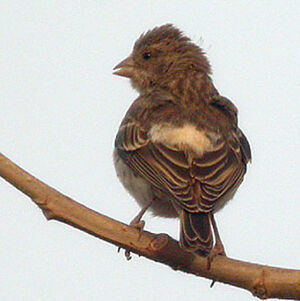 Serin � croupion blanc
