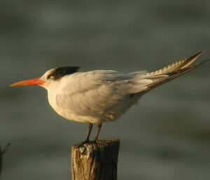 Elegant Tern