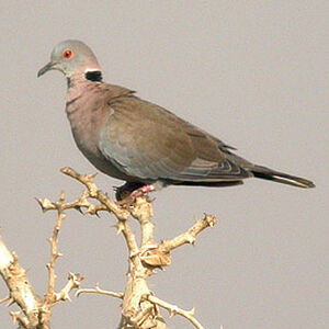 Mourning Collared Dove