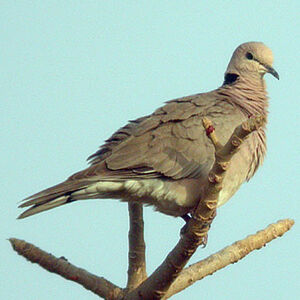 Vinaceous Dove