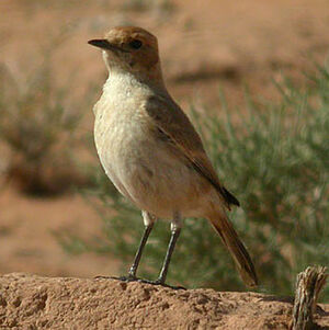 Red-rumped Wheatear