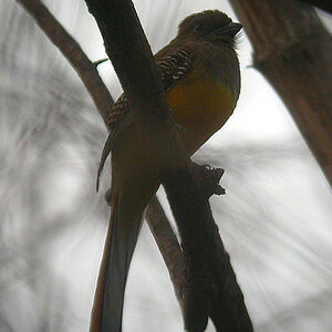 Orange-breasted Trogon