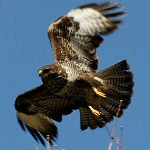 Common Buzzard 
&copy; Alain Girard