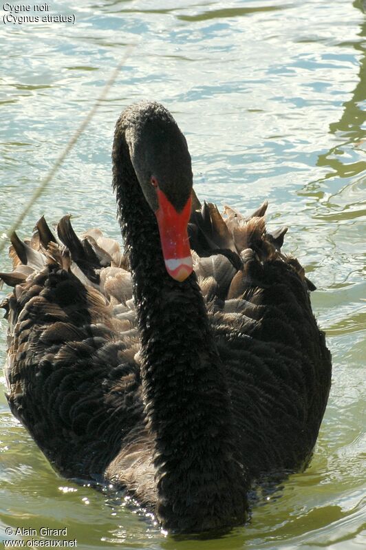Black Swan female