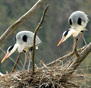 Grey Heron 
&copy; Alain Girard