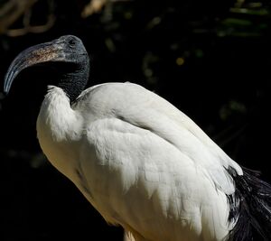 Ibis sacr�