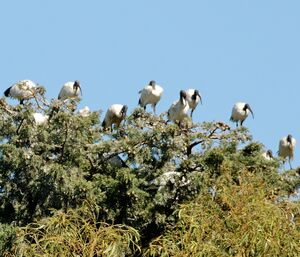 Ibis sacr�