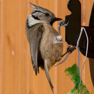 Mésange huppée