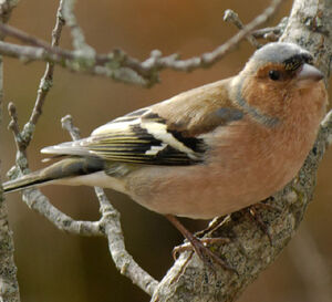 Pinson des arbres