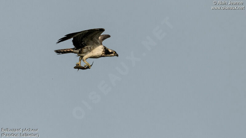 Western Ospreyimmature, Flight, fishing/hunting