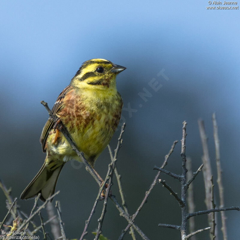 Yellowhammer male, close-up portrait