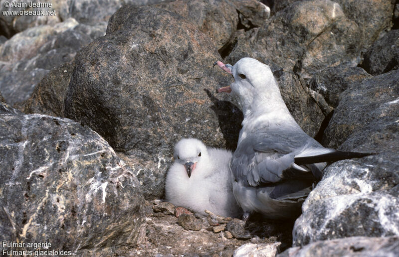 Southern Fulmar, Reproduction-nesting