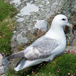 Fulmar bor�al 
&copy; Alain Jeanne