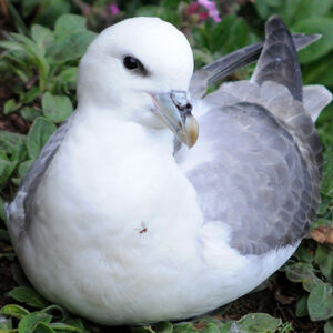 Fulmar bor�al 
&copy; Alain Jeanne