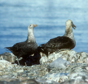 Fulmar géant