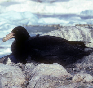 Fulmar géant