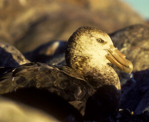 Fulmar géant