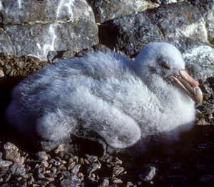 Fulmar géant