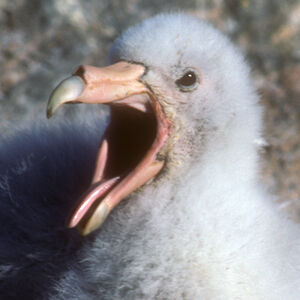 Fulmar géant