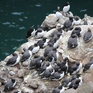 Guillemot de Tro�l