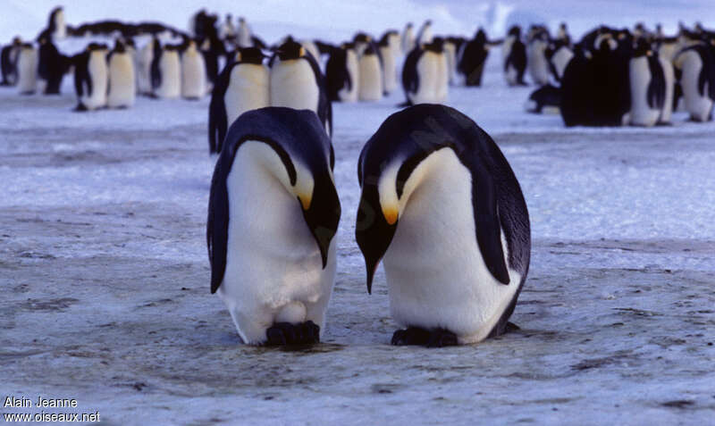 Emperor Penguinadult, courting display, Reproduction-nesting