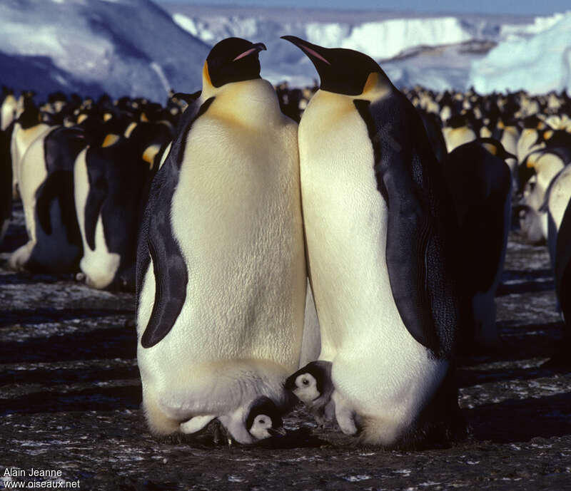 Emperor Penguinadult, Reproduction-nesting